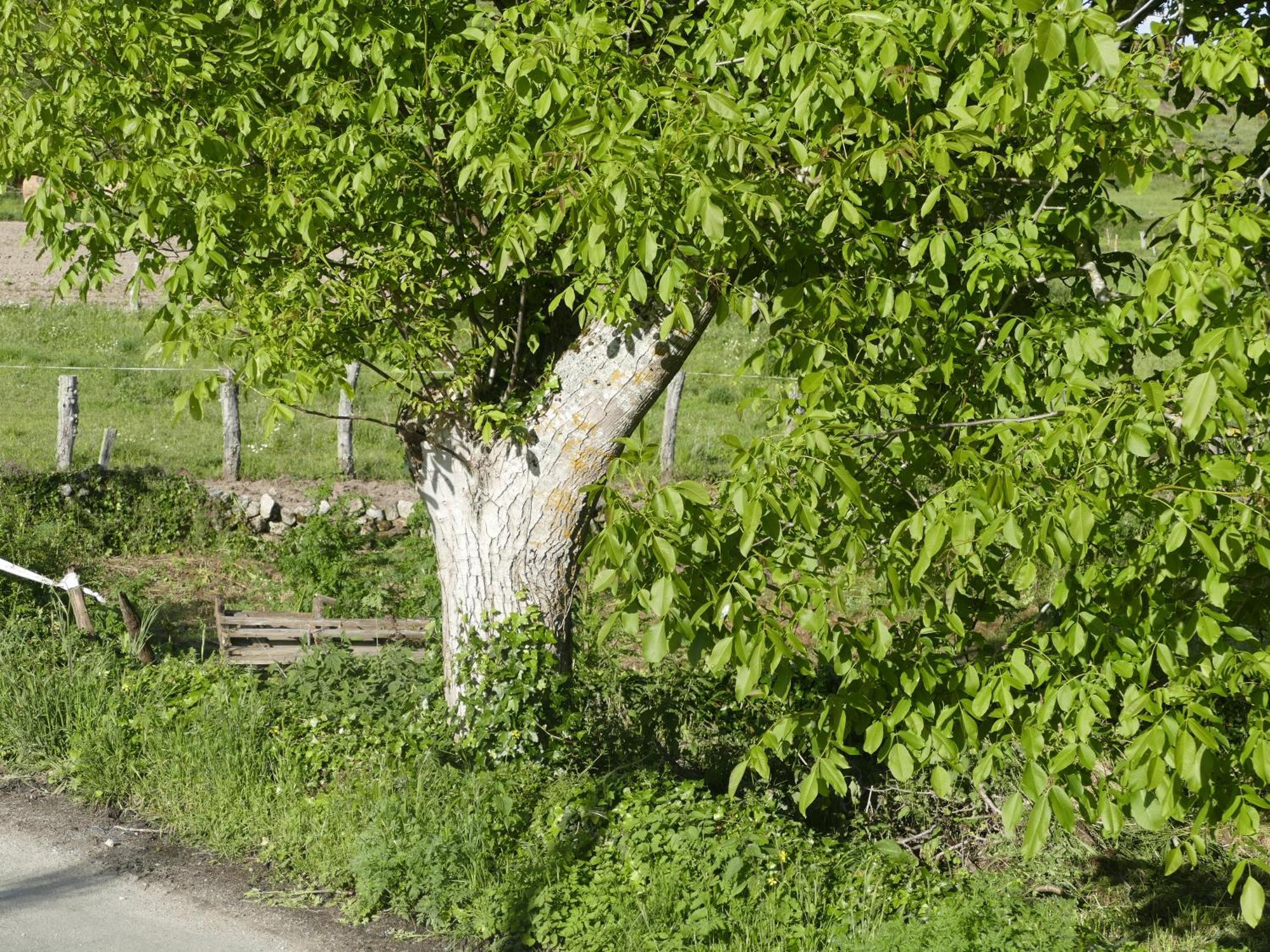 Pension O Corazon Da Ribeira Sacra La Teijeira Exteriör bild